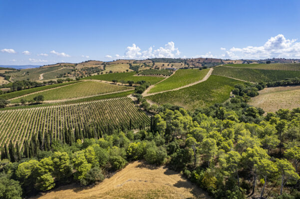 Tenuta Campomaccione_374808