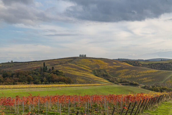 Tenuta Sant'Alfonso_365562